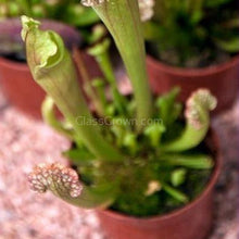 Load image into Gallery viewer, Carnivorous Assortment Terrarium Plants (2&quot; pots, 3 Pack)-Aquatic Plants-Glass Grown-Glass Grown Aquatics-Aquarium live fish plants, decor
