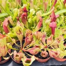 Load image into Gallery viewer, Carnivorous Assortment Terrarium Plants (2&quot; pots, 3 Pack)-Aquatic Plants-Glass Grown-Glass Grown Aquatics-Aquarium live fish plants, decor
