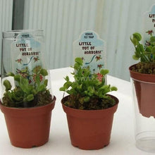 Load image into Gallery viewer, Carnivorous Assortment Terrarium Plants (2&quot; pots, 3 Pack)-Aquatic Plants-Glass Grown-Glass Grown Aquatics-Aquarium live fish plants, decor
