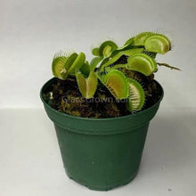 Load image into Gallery viewer, Carnivorous Assortment Terrarium Plants (2&quot; pots, 3 Pack)-Aquatic Plants-Glass Grown-Glass Grown Aquatics-Aquarium live fish plants, decor
