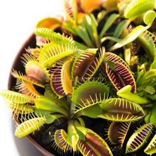 Load image into Gallery viewer, Carnivorous Assortment Terrarium Plants (2&quot; pots, 3 Pack)-Aquatic Plants-Glass Grown-Glass Grown Aquatics-Aquarium live fish plants, decor
