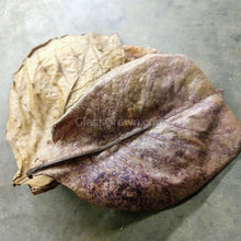 Load image into Gallery viewer, Catappa Indian Almond Leaves-Aquarium Decor-Glass Grown Aquatics-Five Leaves-Small (3&quot;-5&quot;)-Glass Grown Aquatics-Aquarium live fish plants, decor
