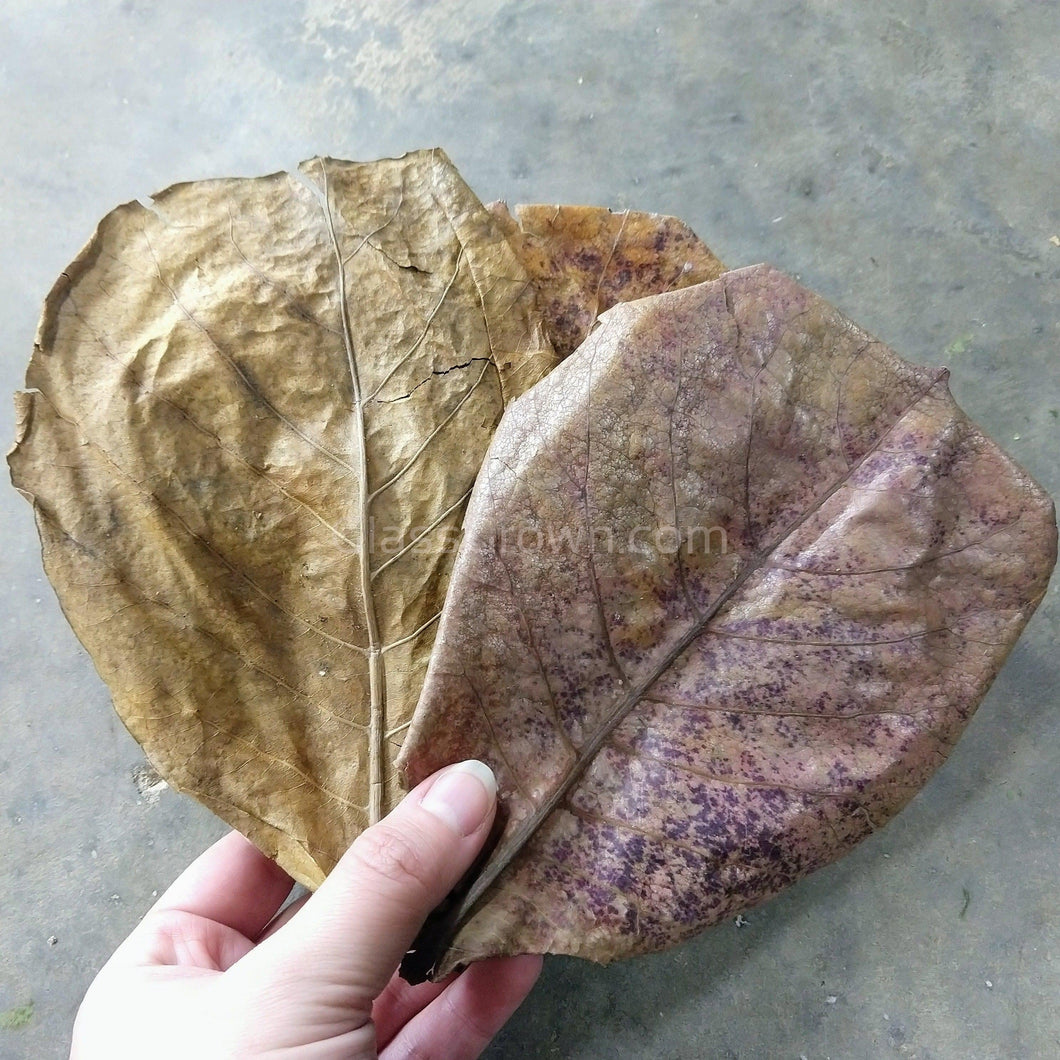 Catappa Indian Almond Leaves-Aquarium Decor-Glass Grown Aquatics-Five Leaves-Large (6