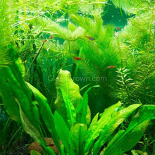 Load image into Gallery viewer, Chili Rasboras 6 Pack-Live Animals-Glass Grown-School of 6-Glass Grown Aquatics-Aquarium live fish plants, decor
