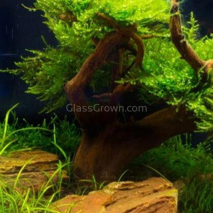 freshwater bonsai tree Corcovado Bonsai Wood Nano Size 6" – Glass Grown Aquatics