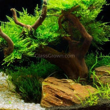 Load image into Gallery viewer, Corcovado Bonsai Wood Nano Size-Aquarium Decor-Glass Grown-Small 6&quot;-Glass Grown Aquatics-Aquarium live fish plants, decor
