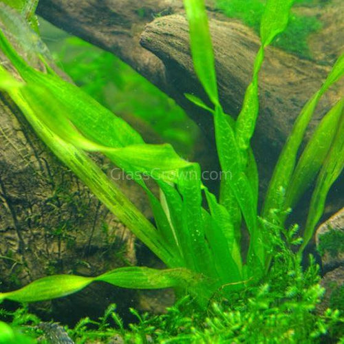Corkscrew Vallisneria-Aquatic Plants-Glass Grown-Glass Grown Aquatics-Aquarium live fish plants, decor