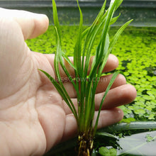 Load image into Gallery viewer, Corkscrew Vesuvius Sword-Aquatic Plants-Glass Grown-Glass Grown Aquatics-Aquarium live fish plants, decor
