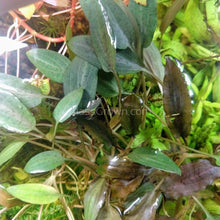 Load image into Gallery viewer, Cryptocoryne &#39; Mi Oya&#39;-Aquatic Plants-Glass Grown-Glass Grown Aquatics-Aquarium live fish plants, decor
