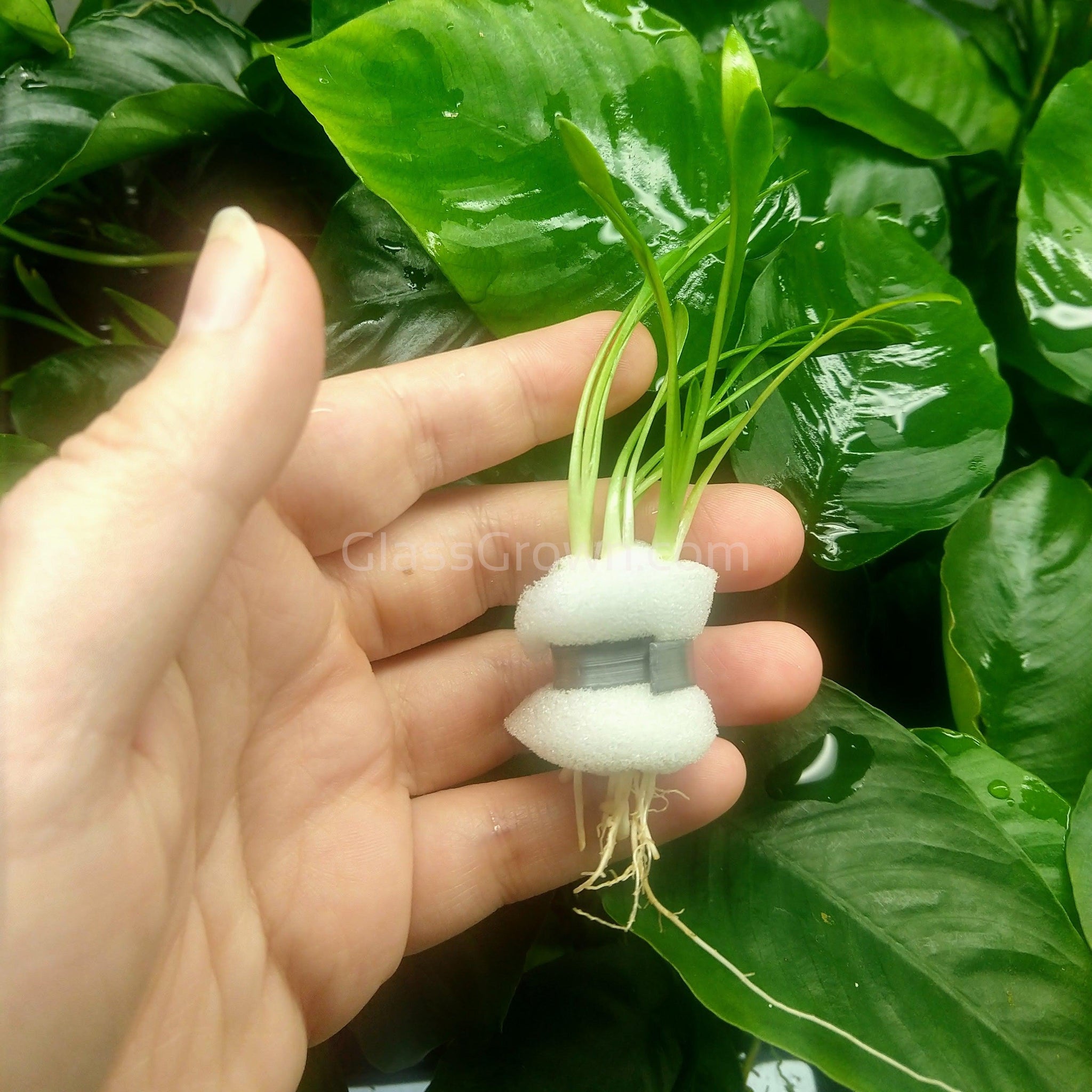 Cryptocoryne Parva – Glass Grown Aquatics