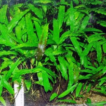 Load image into Gallery viewer, Cryptocoryne Wendtii &quot;Green&quot;-Aquatic Plants-Glass Grown-Glass Grown Aquatics-Aquarium live fish plants, decor
