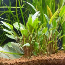 Load image into Gallery viewer, Cryptocoryne Wendtii &quot;Red&quot;-Aquatic Plants-Glass Grown-Glass Grown Aquatics-Aquarium live fish plants, decor
