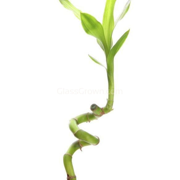 lucky bamboo curling leaves Curly Bamboo Plant – Glass Grown Aquatics