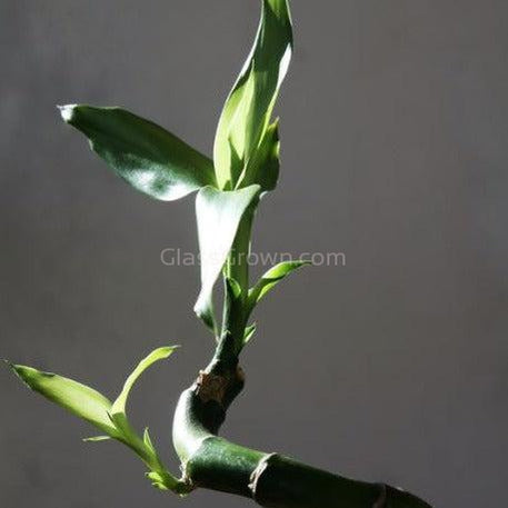 Curly Bamboo Plant – Glass Grown Aquatics