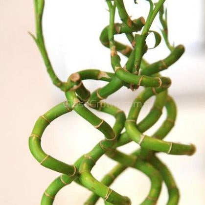 curly lucky bamboo plants Curly Bamboo Plant – Glass Grown Aquatics