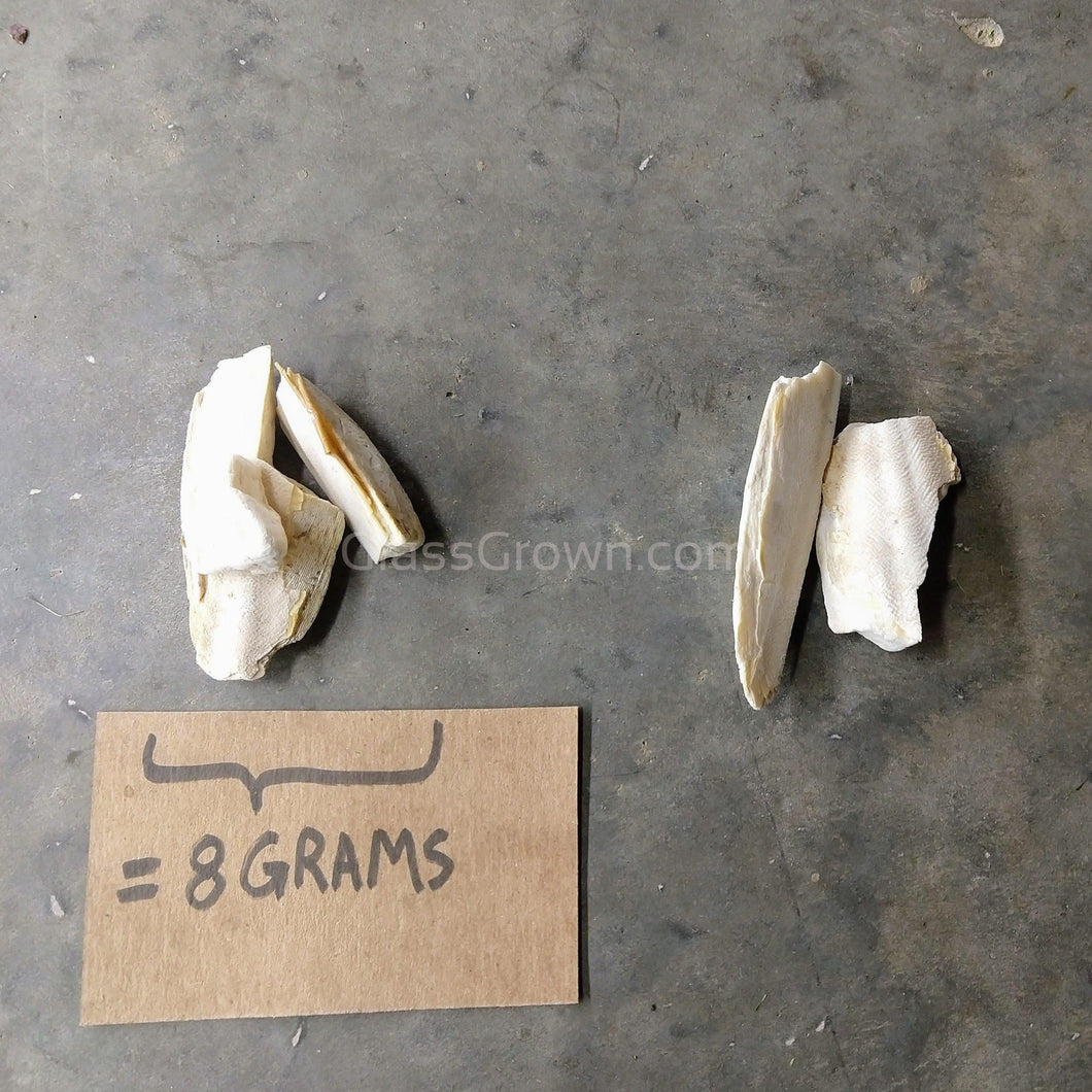 Cuttlebone by Weight-Aquarium Decor-Glass Grown-8 Grams-Glass Grown Aquatics-Aquarium live fish plants, decor