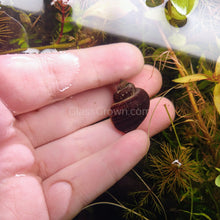 Load image into Gallery viewer, Dark Purple Mystery Snail-Live Animals-Glass Grown-Single Snail-Glass Grown Aquatics-Aquarium live fish plants, decor
