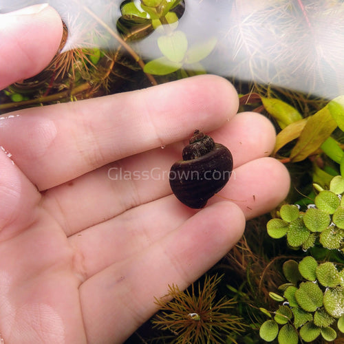 Dark Purple Mystery Snail-Live Animals-Glass Grown-Single Snail-Glass Grown Aquatics-Aquarium live fish plants, decor