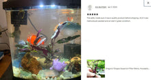 Load image into Gallery viewer, Dragon&#39;s Tongue-Potted Houseplants-Glass Grown-Single Bare-Root Stem-Glass Grown Aquatics-Aquarium live fish plants, decor
