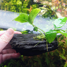 Load image into Gallery viewer, Driftwood Anubias-Aquatic Plants-Glass Grown-Glass Grown Aquatics-Aquarium live fish plants, decor
