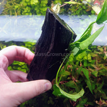 Load image into Gallery viewer, Driftwood Anubias-Aquatic Plants-Glass Grown-Glass Grown Aquatics-Aquarium live fish plants, decor
