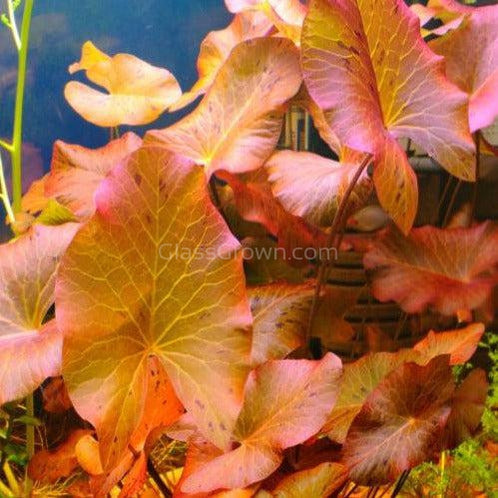 Dwarf Aquarium Lily Bulb – Glass Grown Aquatics