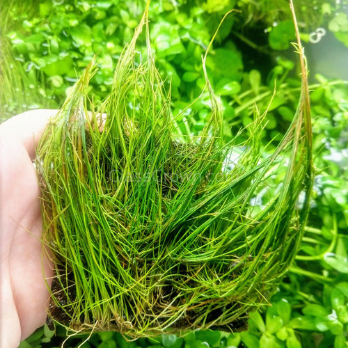 Dwarf Hairgrass 4