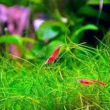 Load image into Gallery viewer, Dwarf Hairgrass 4&quot; Coco Mat-Aquatic Plants-Glass Grown Aquatics-Glass Grown Aquatics-Aquarium live fish plants, decor
