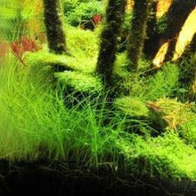 Load image into Gallery viewer, Dwarf Hairgrass Clump-Aquatic Plants-Glass Grown Aquatics-Glass Grown Aquatics-Aquarium live fish plants, decor
