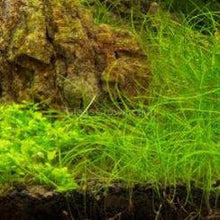 Load image into Gallery viewer, Dwarf Hairgrass Clump-Aquatic Plants-Glass Grown Aquatics-Glass Grown Aquatics-Aquarium live fish plants, decor
