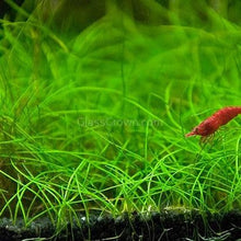 Load image into Gallery viewer, Dwarf Hairgrass Clump-Aquatic Plants-Glass Grown Aquatics-Glass Grown Aquatics-Aquarium live fish plants, decor
