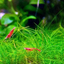 Load image into Gallery viewer, Dwarf Hairgrass Clump-Aquatic Plants-Glass Grown Aquatics-Glass Grown Aquatics-Aquarium live fish plants, decor
