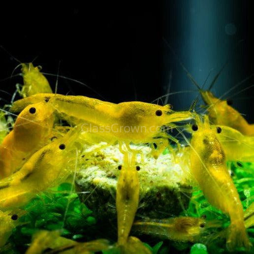 thumbnail image 2 of 10/20Pcs Tourmaline Mineral Balls For Aquarium – Shrimp & Fish Tank Accessories (Choose Quantity) 2 of 5