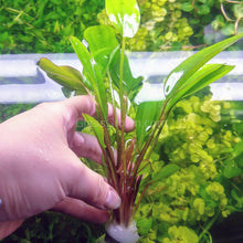 Load image into Gallery viewer, Potted Kleiner Bar Sword-Aquatic Plants-Glass Grown-Glass Grown Aquatics-Aquarium live fish plants, decor
