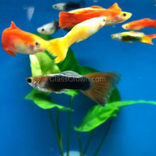 Load image into Gallery viewer, Fancy Mixed Guppy Fraternity 6 Pack-Live Animals-Glass Grown-School of 6-Glass Grown Aquatics-Aquarium live fish plants, decor
