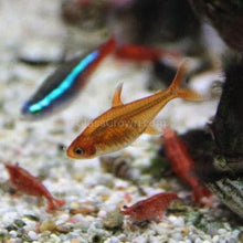 Load image into Gallery viewer, Fire Ember Tetras 6 Pack-Live Animals-Glass Grown-School of 6-Glass Grown Aquatics-Aquarium live fish plants, decor
