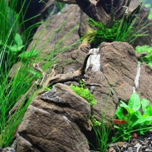 Load image into Gallery viewer, Giant Hairgrass-Aquatic Plants-Glass Grown Aquatics-Glass Grown Aquatics-Aquarium live fish plants, decor
