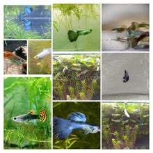 Load image into Gallery viewer, Glass Grown Aquatics Gift Card-Gift Cards-Glass Grown Aquatics-$10.00-Glass Grown Aquatics-Aquarium live fish plants, decor

