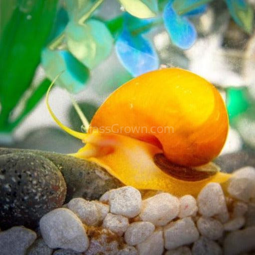 Golden Mystery Snail – Glass Grown Aquatics