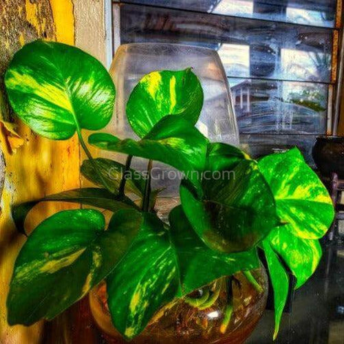 'Golden' Pothos Stems or Pots-Potted Houseplants-Glass Grown-Single Bare-Root Stem-Glass Grown Aquatics-Aquarium live fish plants, decor