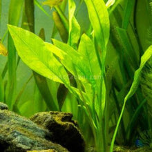 Load image into Gallery viewer, Goldfish Plant Bundle (5 plants)-Aquatic Plants-Glass Grown-Single Pack (5 Plants)-Both Please!-Glass Grown Aquatics-Aquarium live fish plants, decor
