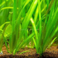 Load image into Gallery viewer, Goldfish Plant Bundle (5 plants)-Aquatic Plants-Glass Grown-Single Pack (5 Plants)-Both Please!-Glass Grown Aquatics-Aquarium live fish plants, decor
