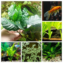 Load image into Gallery viewer, Goldfish Plant Bundle (5 plants)-Aquatic Plants-Glass Grown-Single Pack (5 Plants)-Both Please!-Glass Grown Aquatics-Aquarium live fish plants, decor
