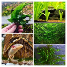 Load image into Gallery viewer, Axolotl Lower Light Plant Bundle (4 plants)-Aquatic Plants-Glass Grown-Single Pack (4 plants)-Ten Root Tabs-Glass Grown Aquatics-Aquarium live fish plants, decor
