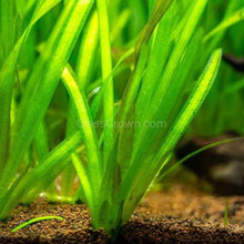 Load image into Gallery viewer, Italian Vallisneria-Aquatic Plants-Glass Grown-Glass Grown Aquatics-Aquarium live fish plants, decor
