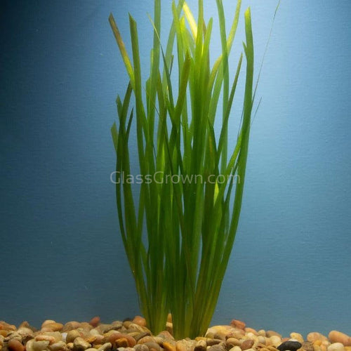 Italian Vallisneria-Aquatic Plants-Glass Grown-Glass Grown Aquatics-Aquarium live fish plants, decor