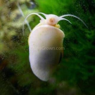 Ivory Mystery Snail-Live Animals-Glass Grown-Single Snail-Glass Grown Aquatics-Aquarium live fish plants, decor