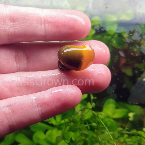 Jade Mystery Snail-Live Animals-Glass Grown-Single Snail-Glass Grown Aquatics-Aquarium live fish plants, decor