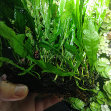 Load image into Gallery viewer, Java Fern FULL MAT-Aquatic Plants-Glass Grown-Glass Grown Aquatics-Aquarium live fish plants, decor
