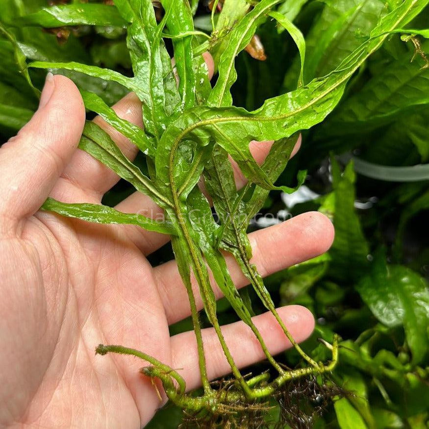 Microsorum Pteropus Live Plant Java Fern Trident Aquarium Plant ...